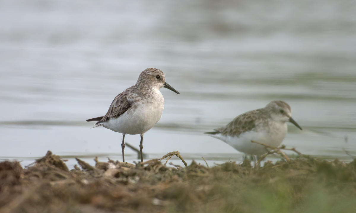 Little Stint - Jayendra Rakesh Yeka