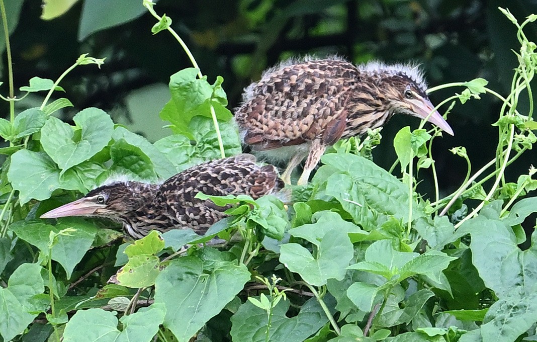 Cinnamon Bittern - ML622155499