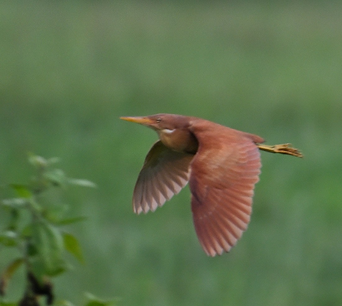 Cinnamon Bittern - ML622155500