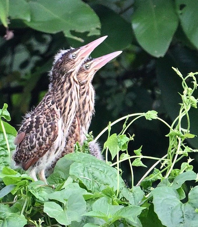 Cinnamon Bittern - ML622155501