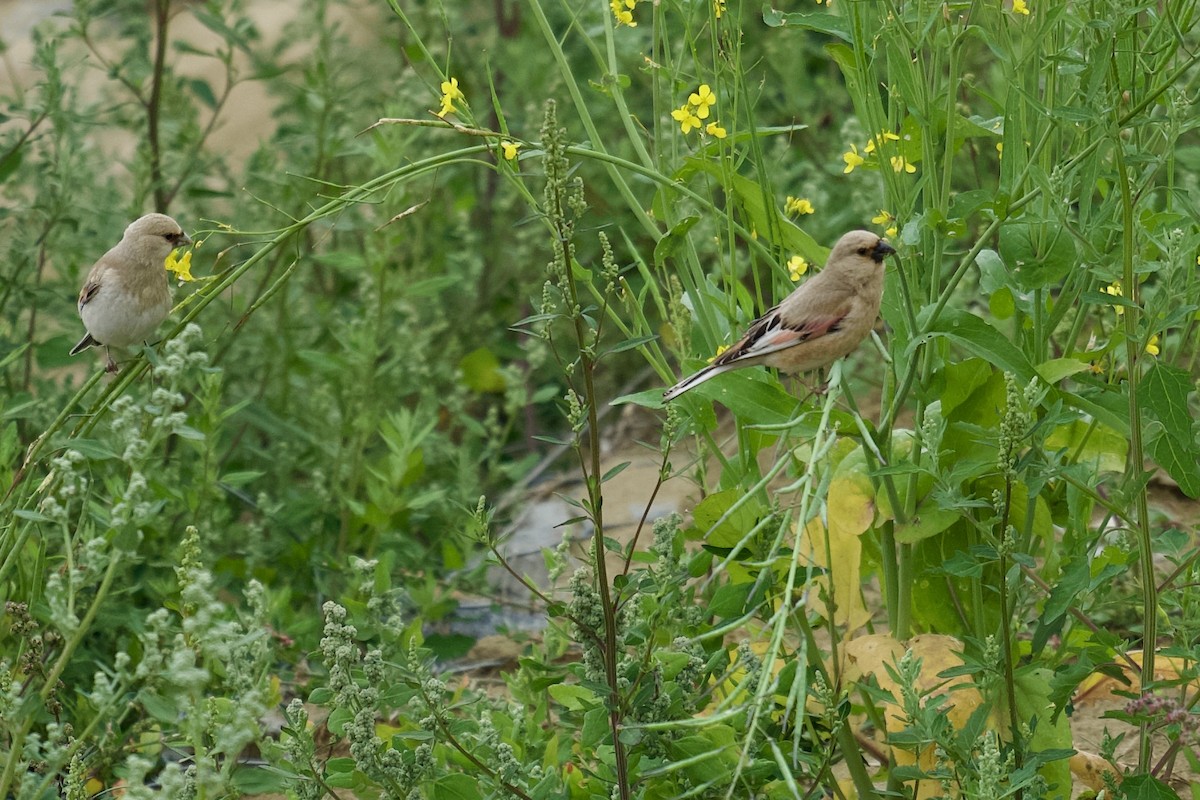 Desert Finch - ML622155507