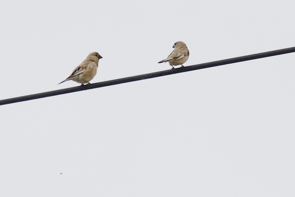 Desert Finch - ML622155508