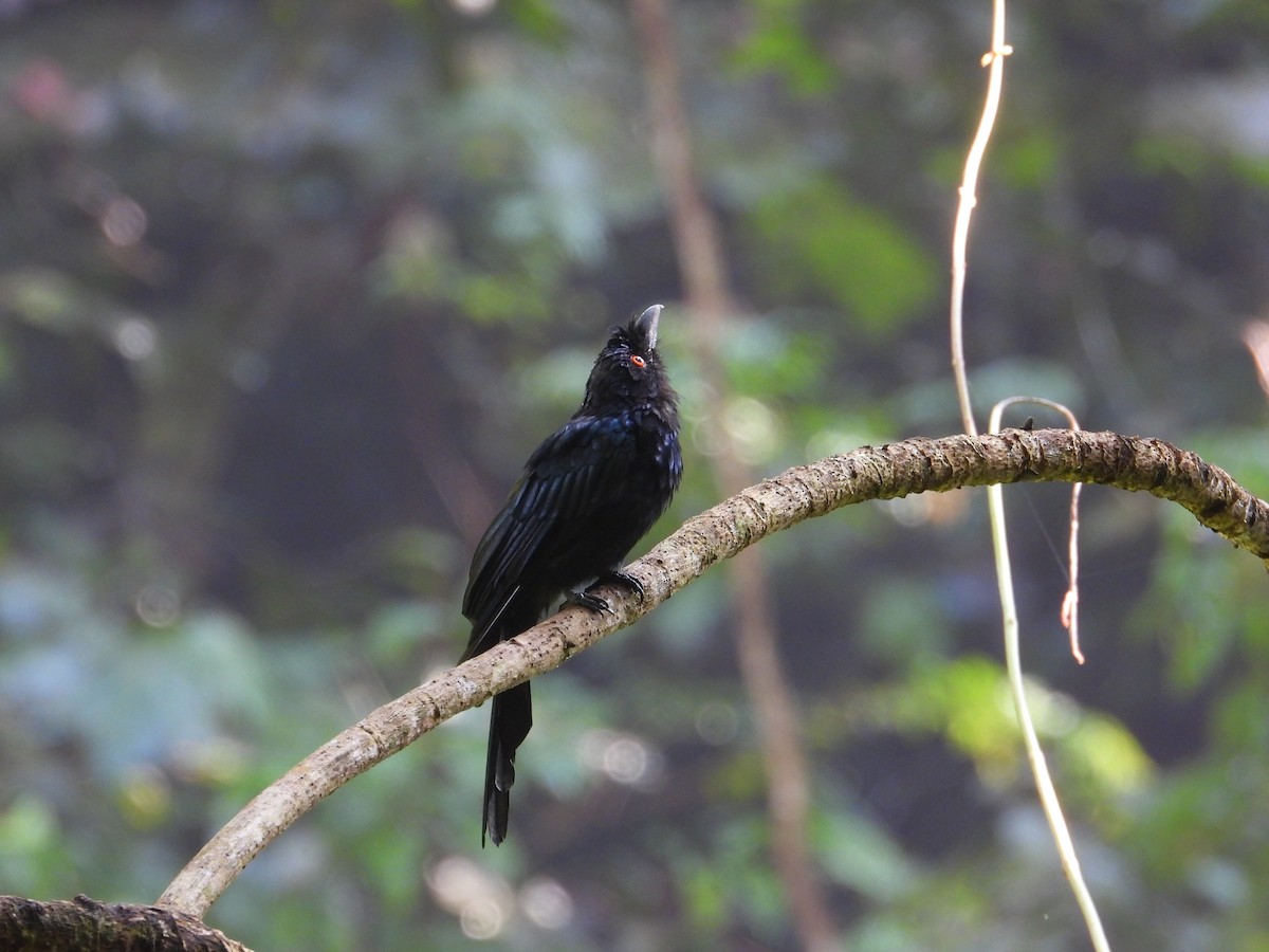 Greater Racket-tailed Drongo - ML622155517