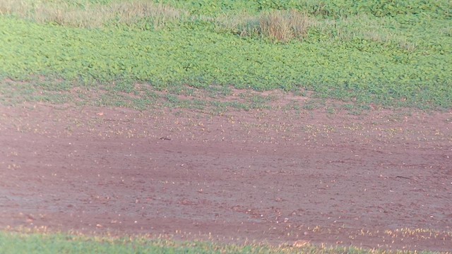 טבלן גמדי - ML622155541