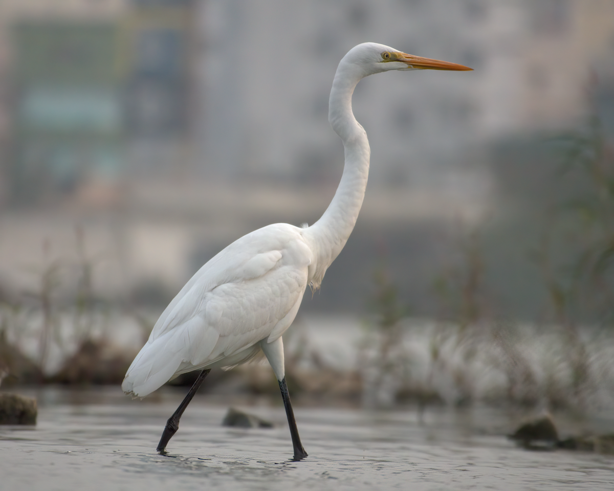 Great Egret - ML622155546