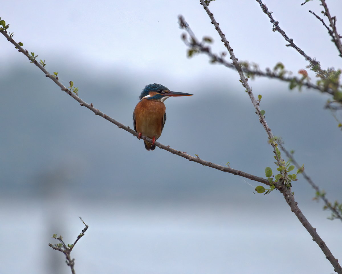 Common Kingfisher - ML622155548