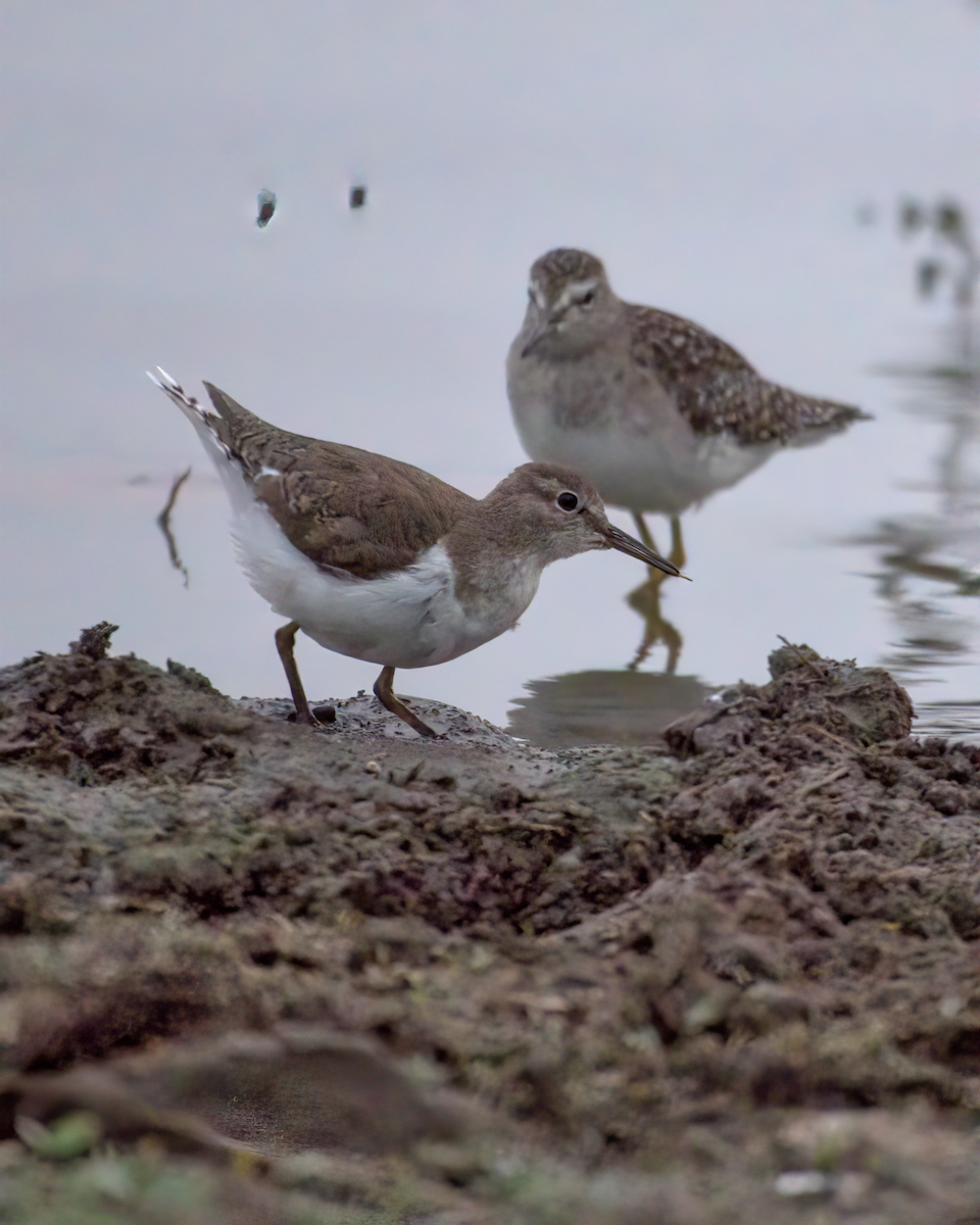 Common Sandpiper - ML622155568