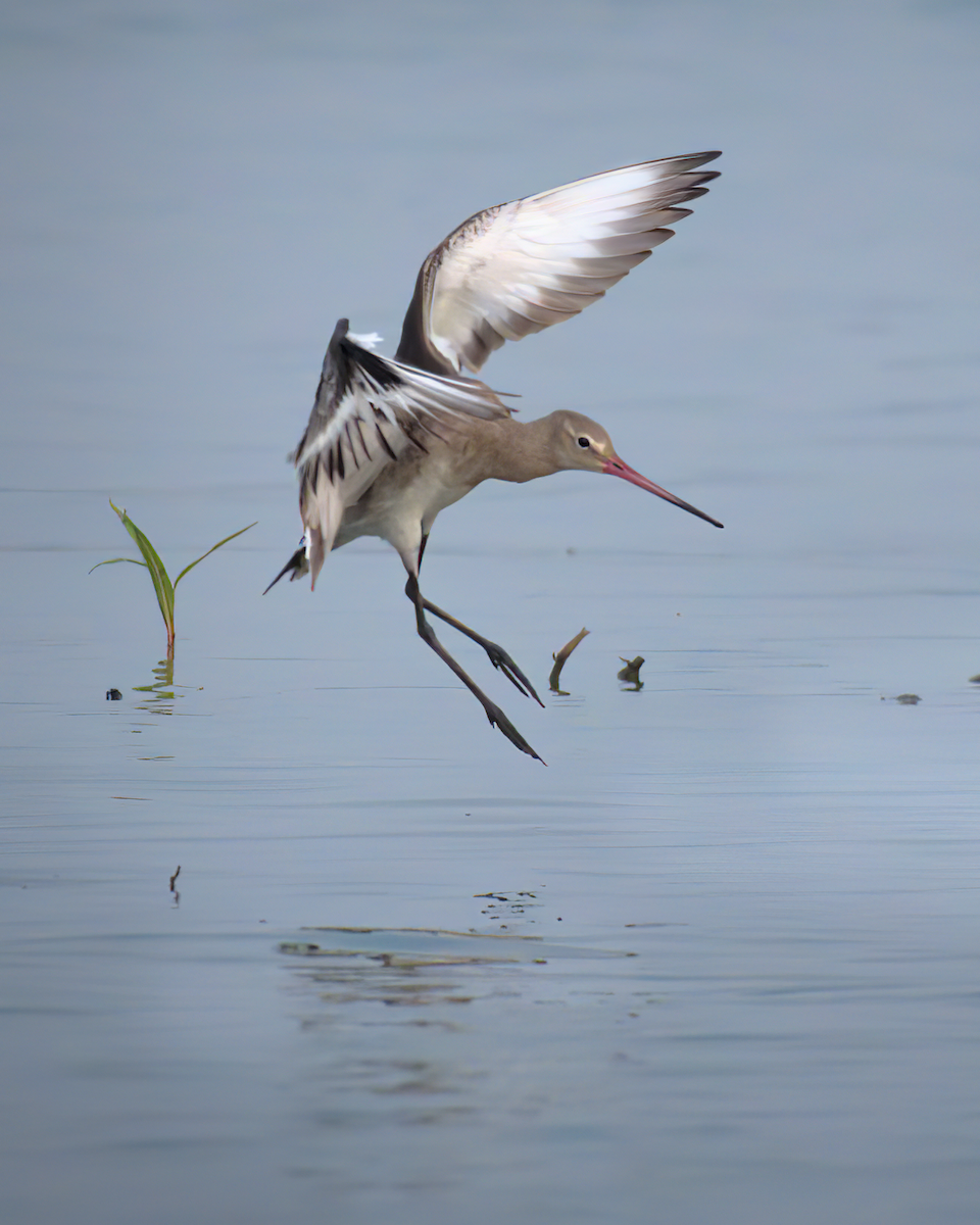 Black-tailed Godwit - ML622155573