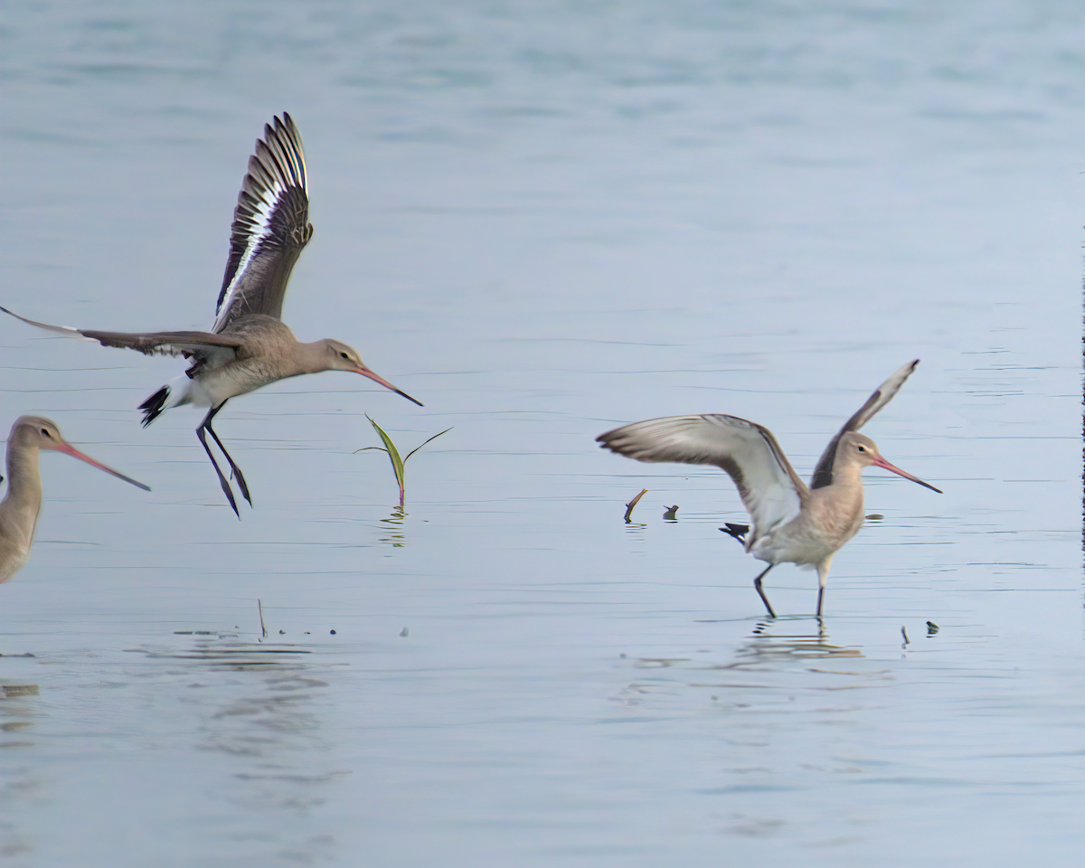 Black-tailed Godwit - ML622155574