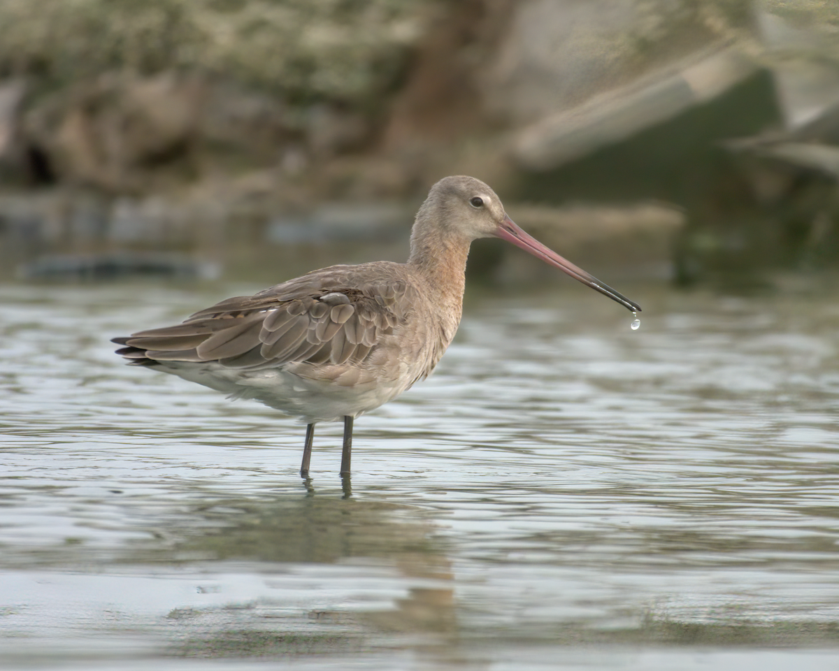 Black-tailed Godwit - ML622155575