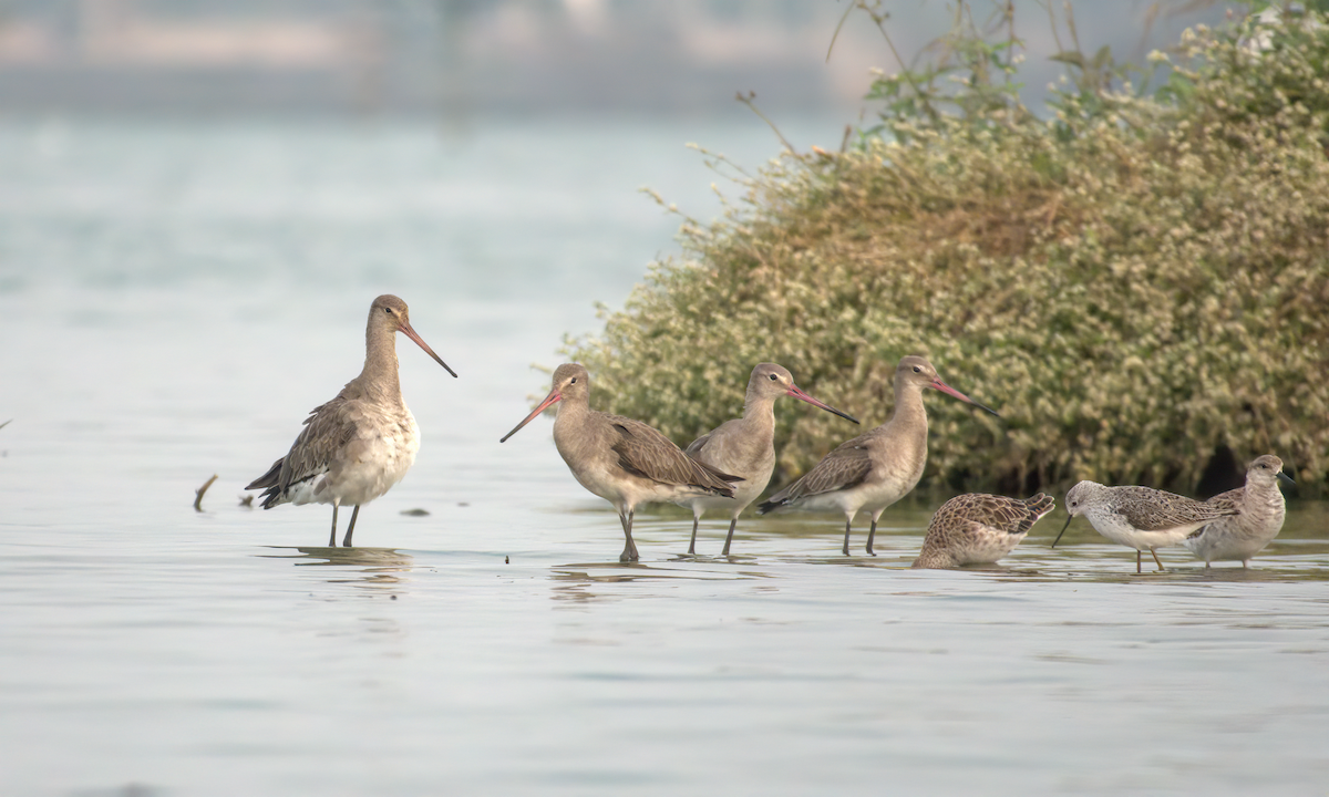 Black-tailed Godwit - ML622155576