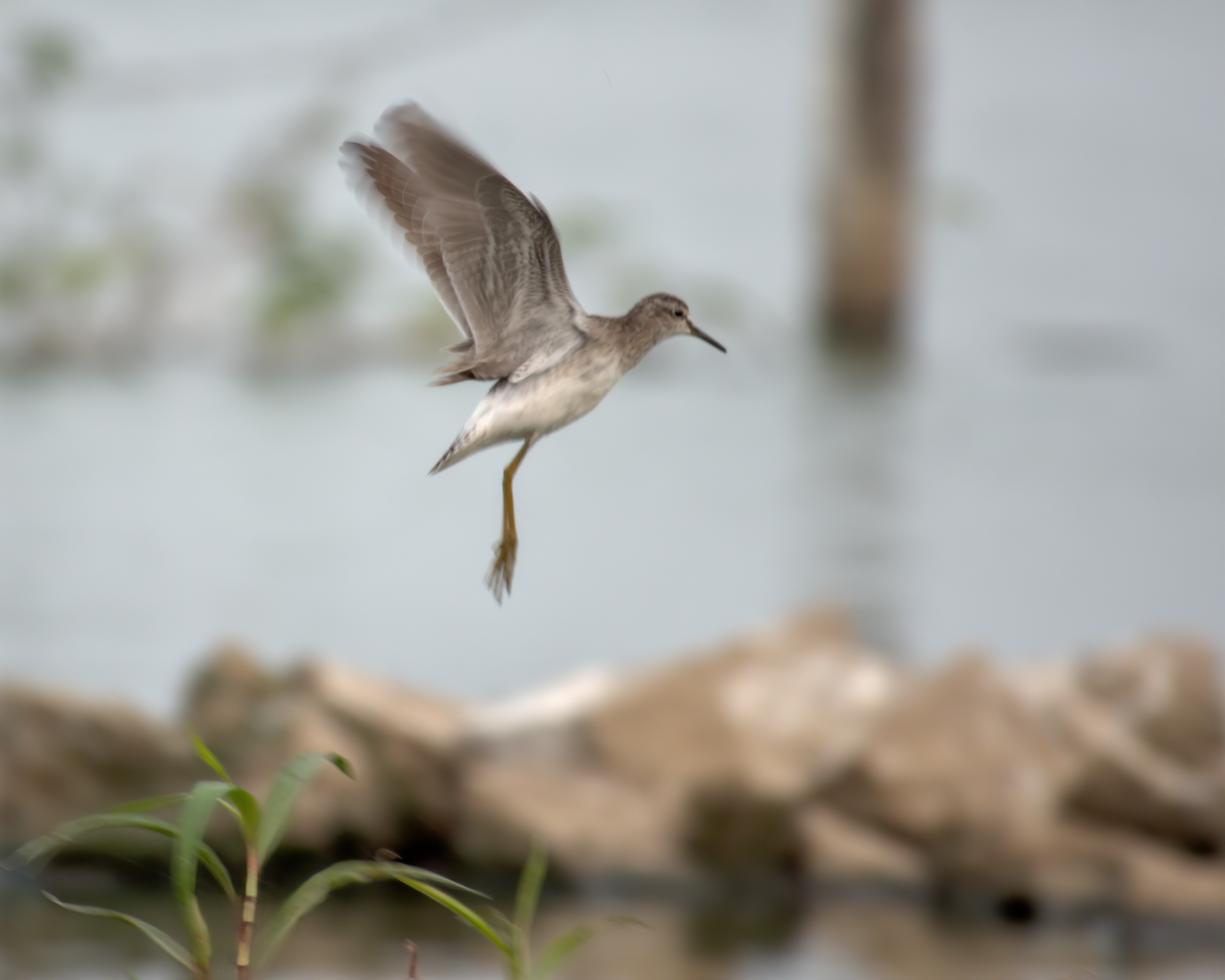 Wood Sandpiper - ML622155578