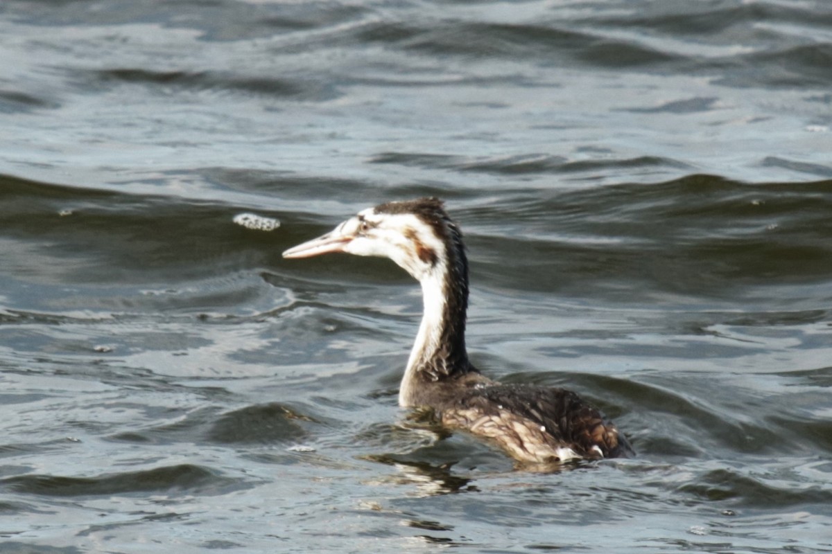 Great Crested Grebe - ML622155583