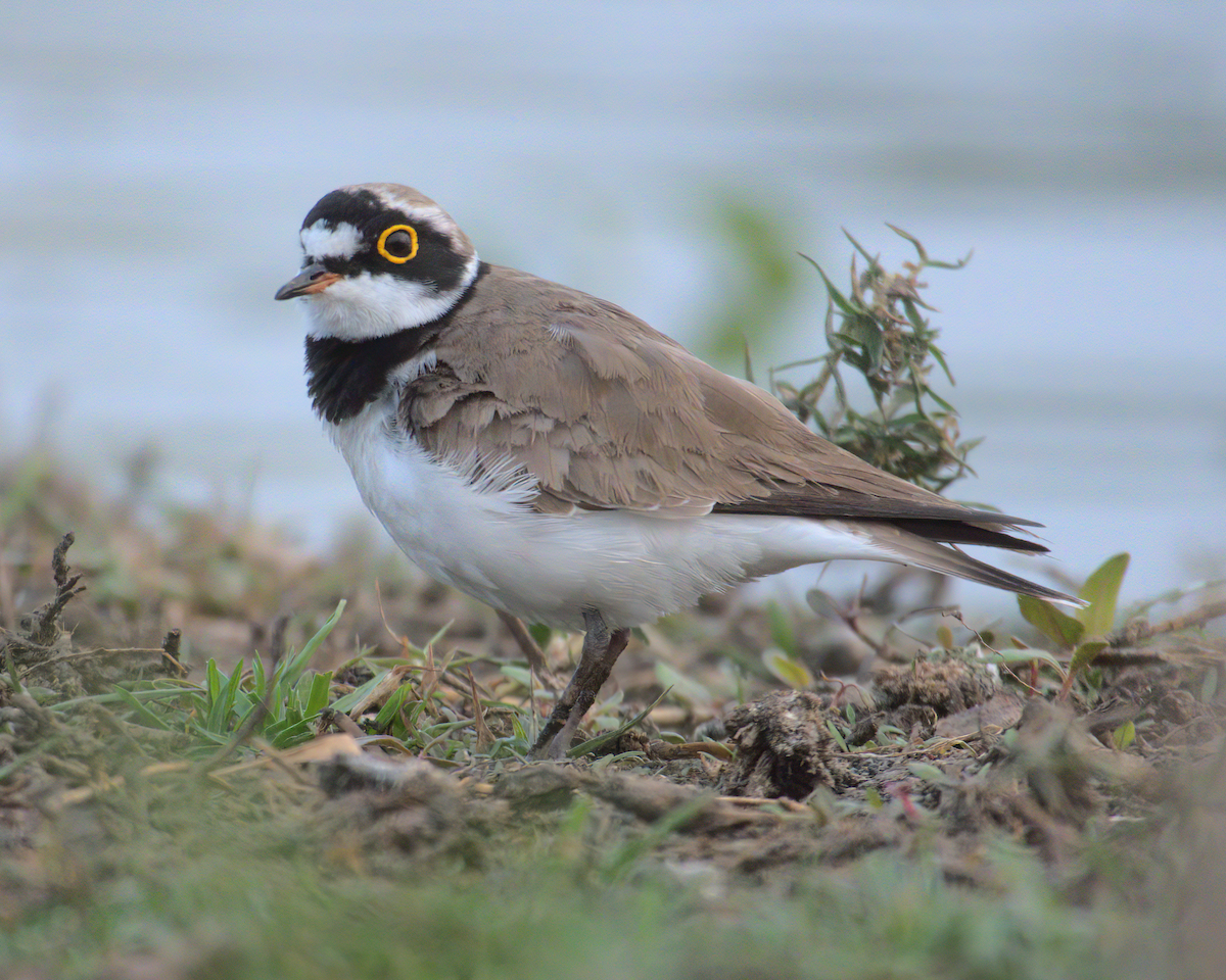 Little Ringed Plover - ML622155587