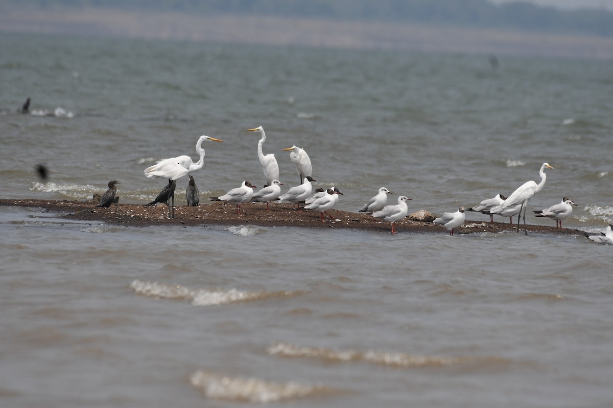 Brown-headed Gull - Gopi Sahu