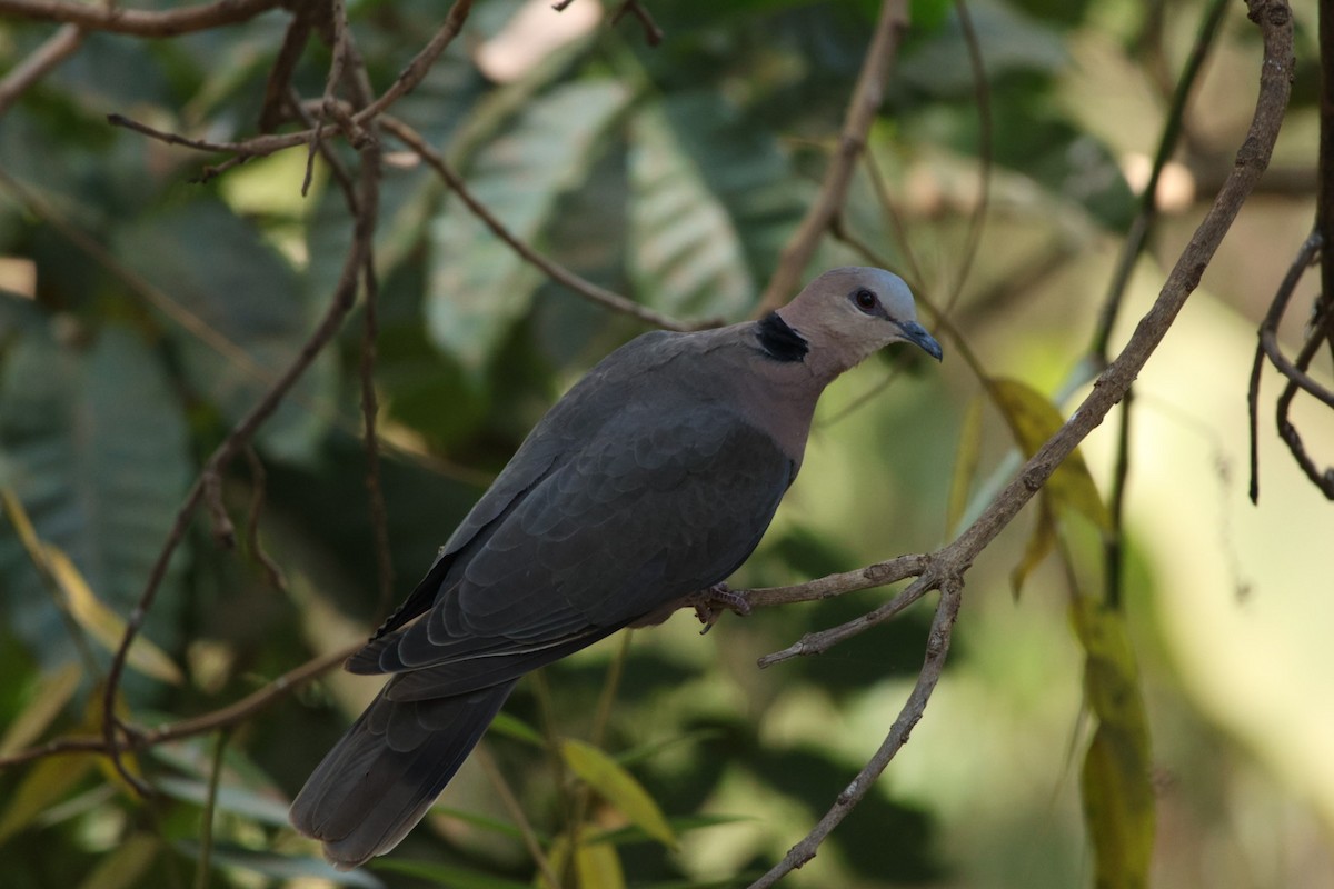Red-eyed Dove - ML622155593