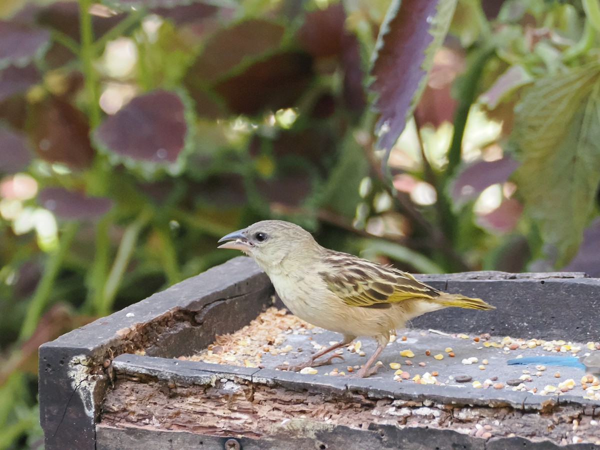 Southern Brown-throated Weaver - ML622155596