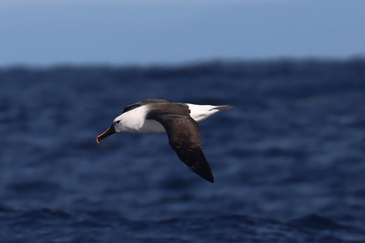 Indian Yellow-nosed Albatross - ML622155597