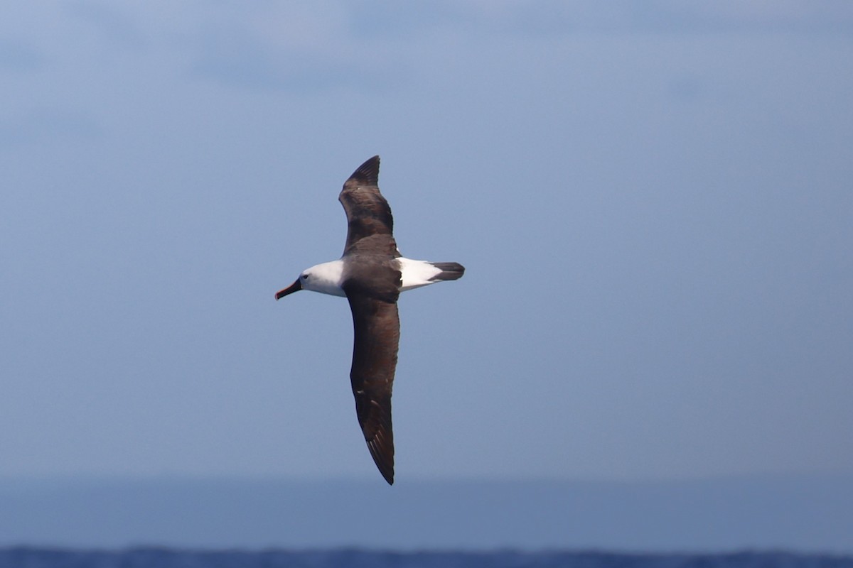 Indian Yellow-nosed Albatross - ML622155598