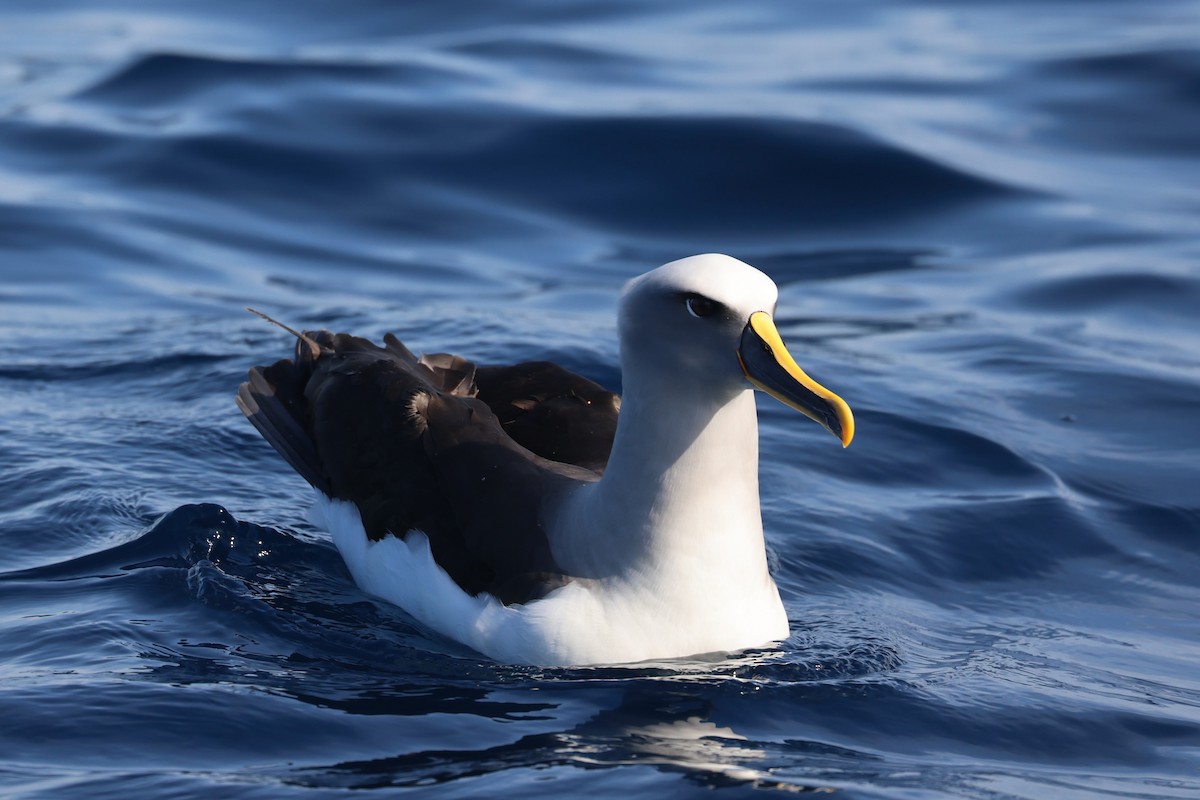 Buller's Albatross - Bay Amelia Reeson