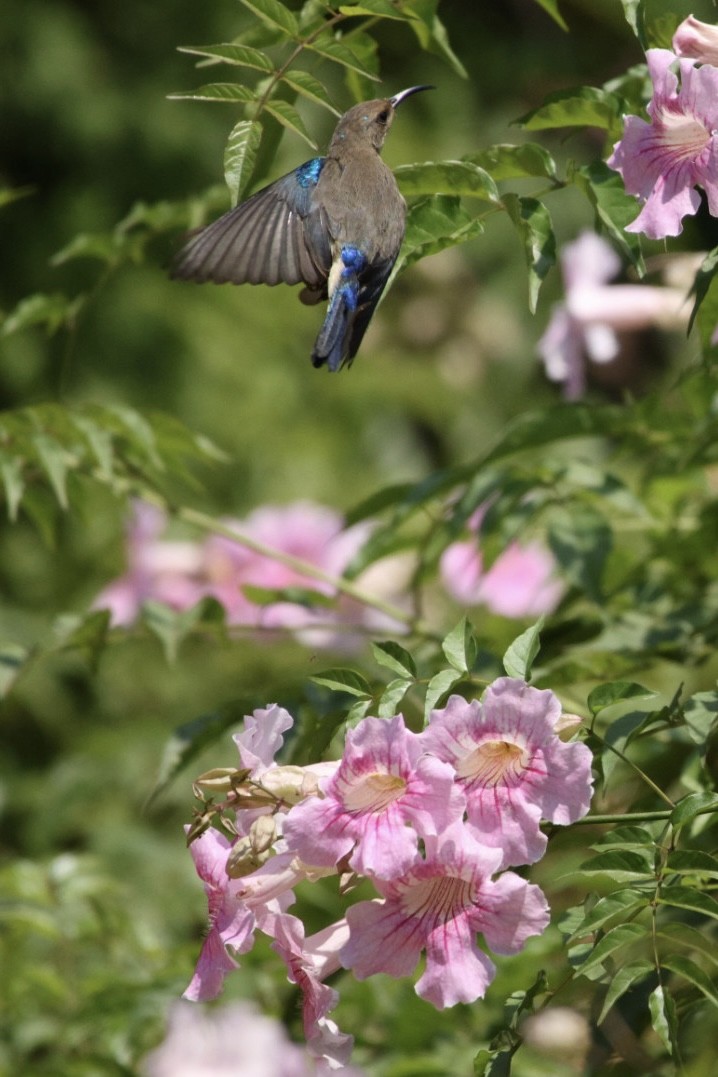 Variable Sunbird - ML622155614