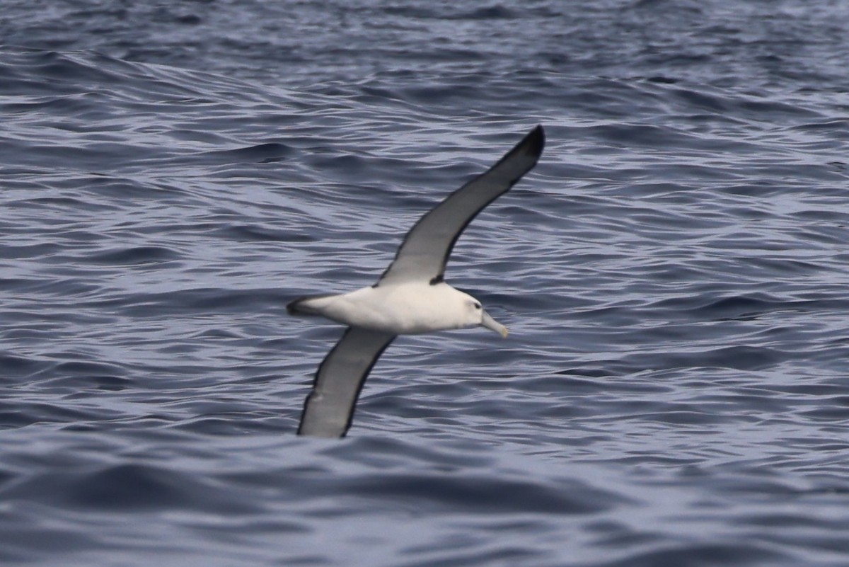 White-capped Albatross - Bay Amelia Reeson