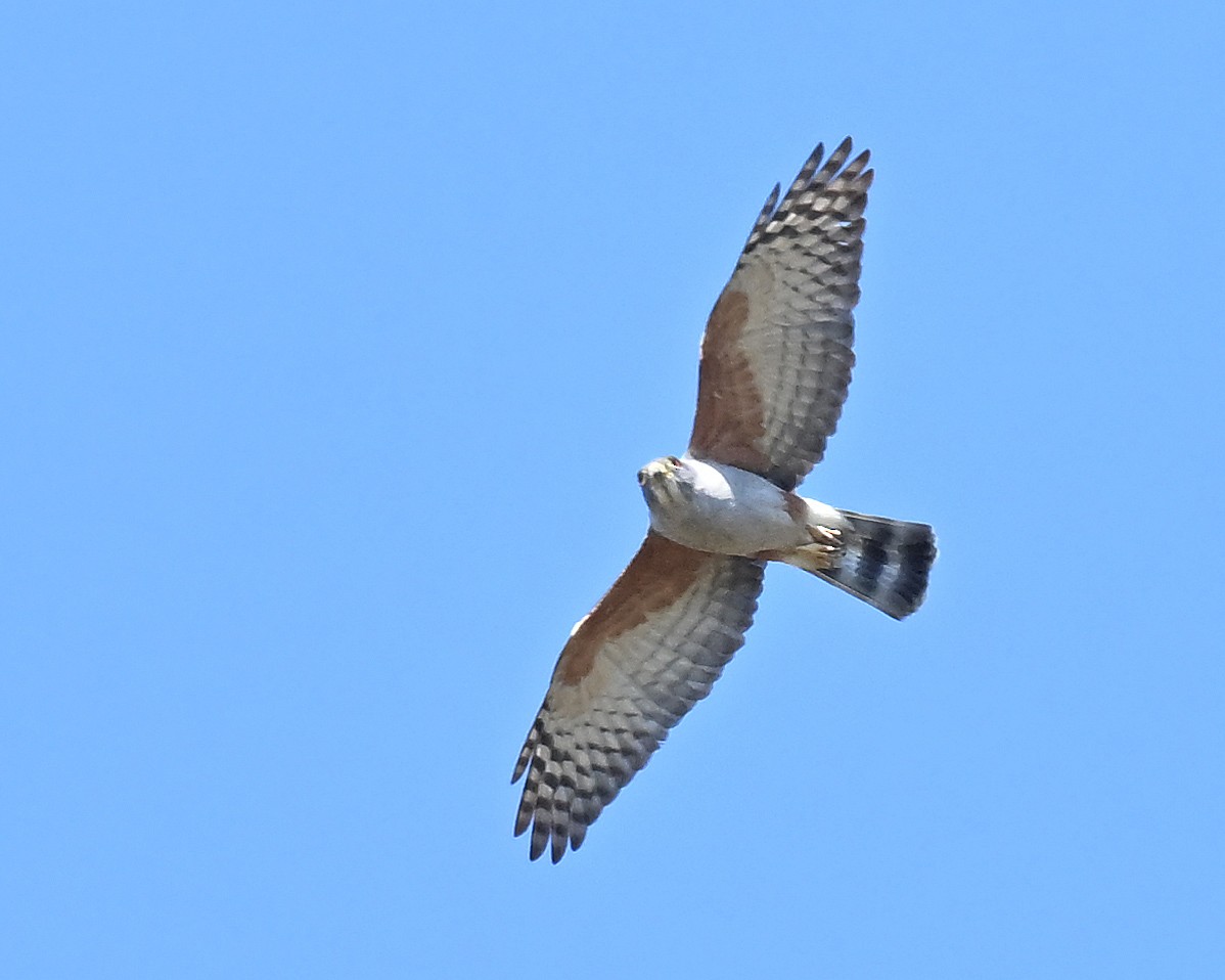 Rufous-thighed Kite - ML622155619