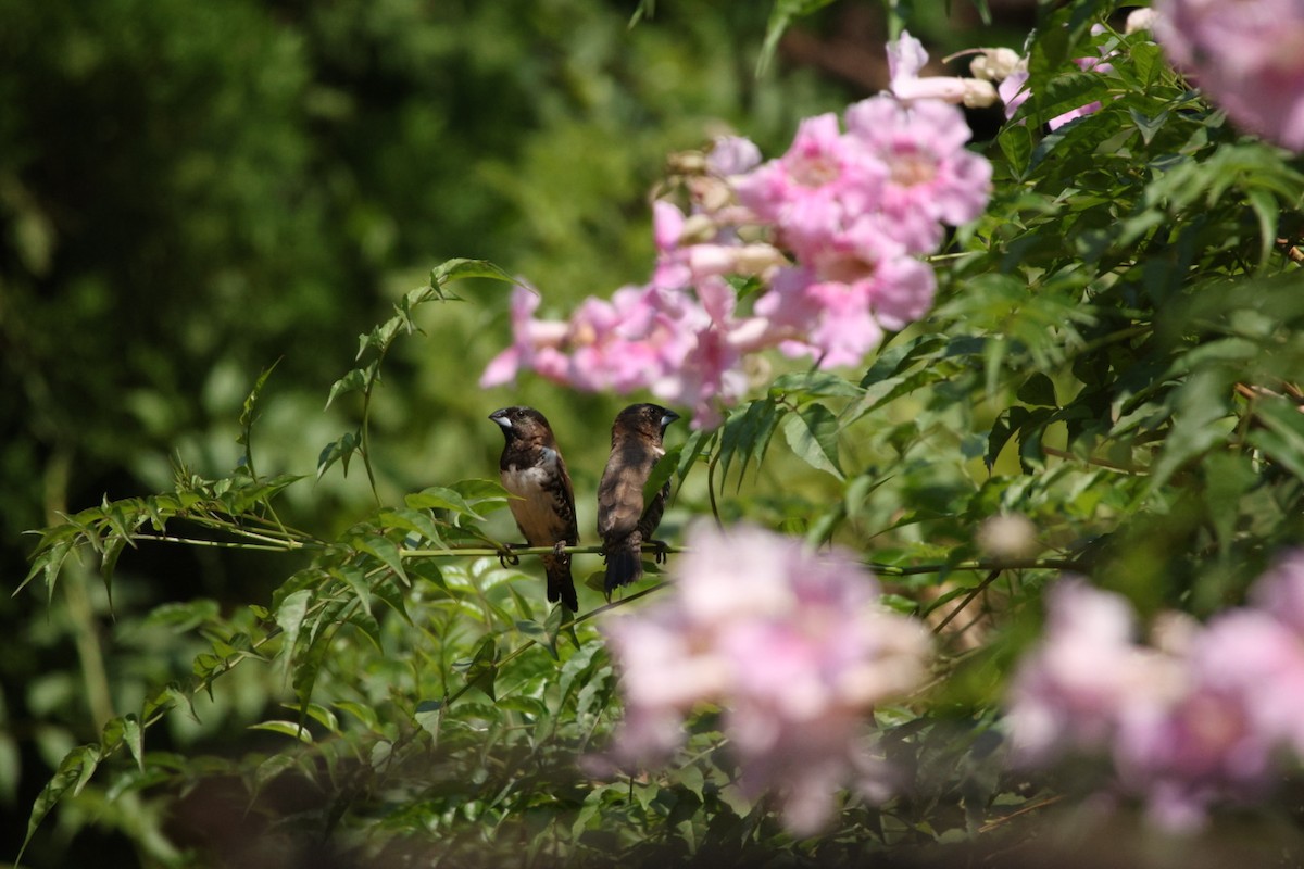 Bronze Mannikin - ML622155621