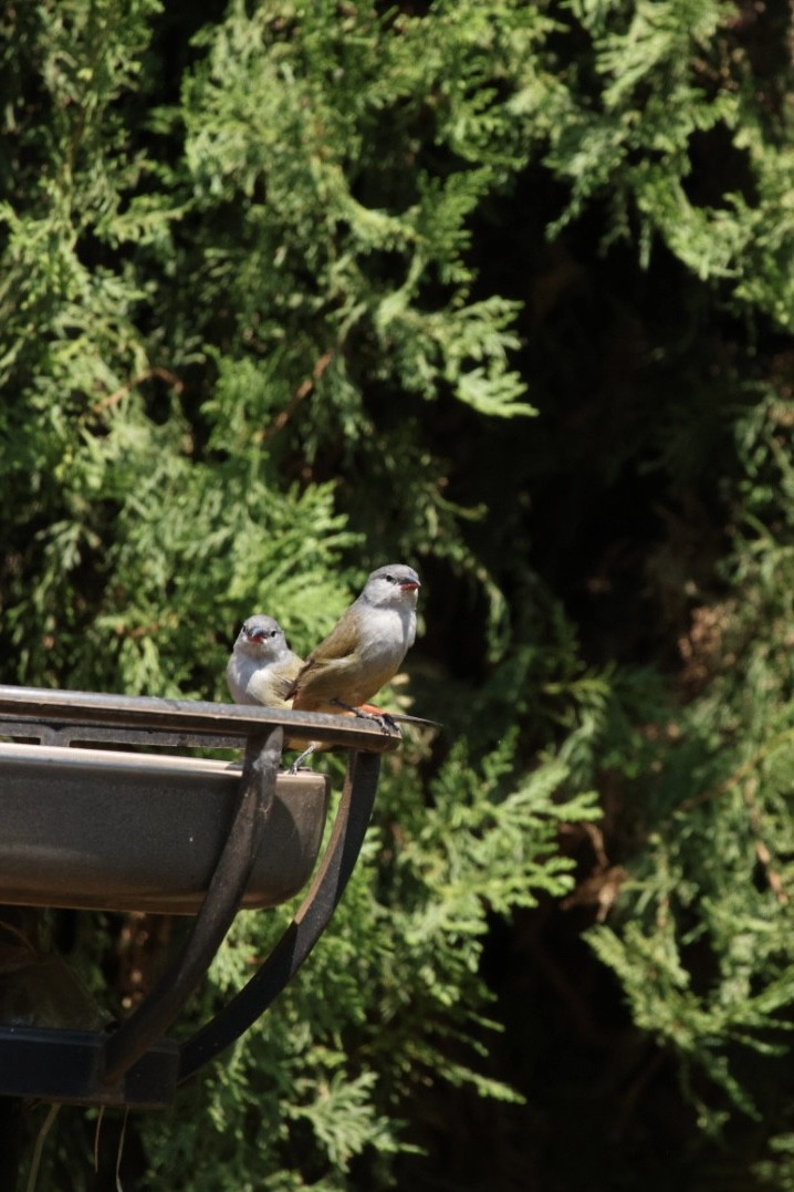 Yellow-bellied Waxbill - ML622155623