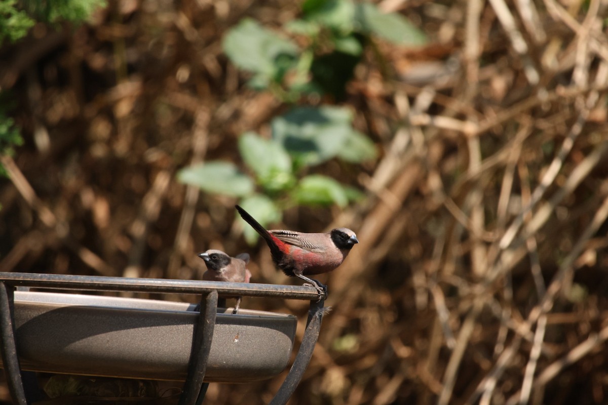 Black-faced Waxbill - ML622155625