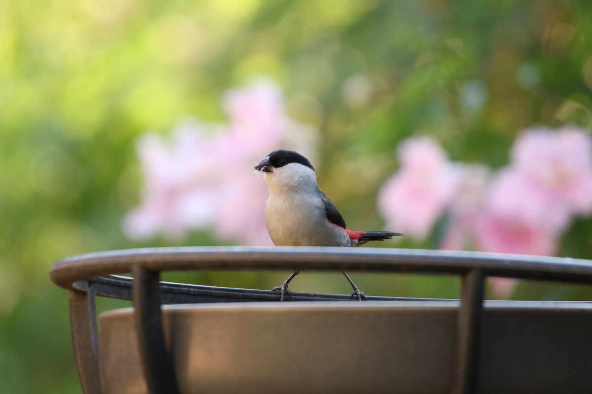 Black-crowned Waxbill - ML622155629