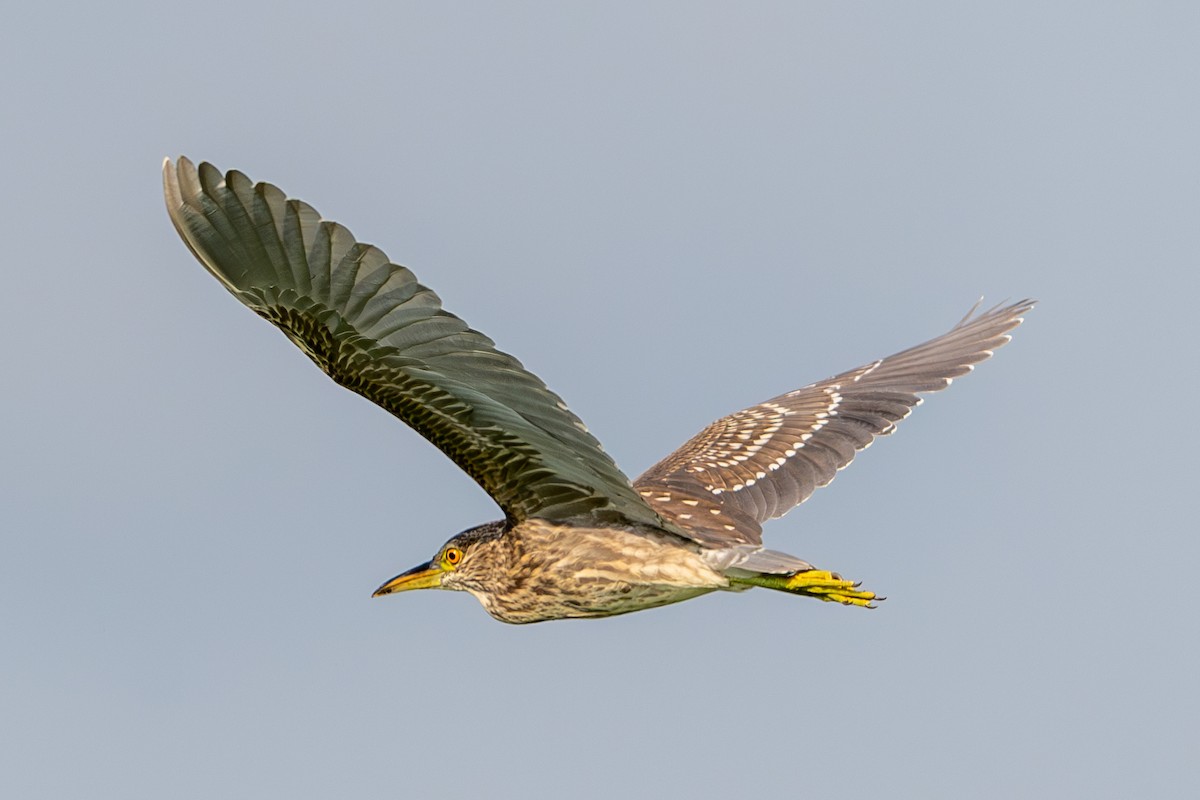 Black-crowned Night Heron - ML622155630