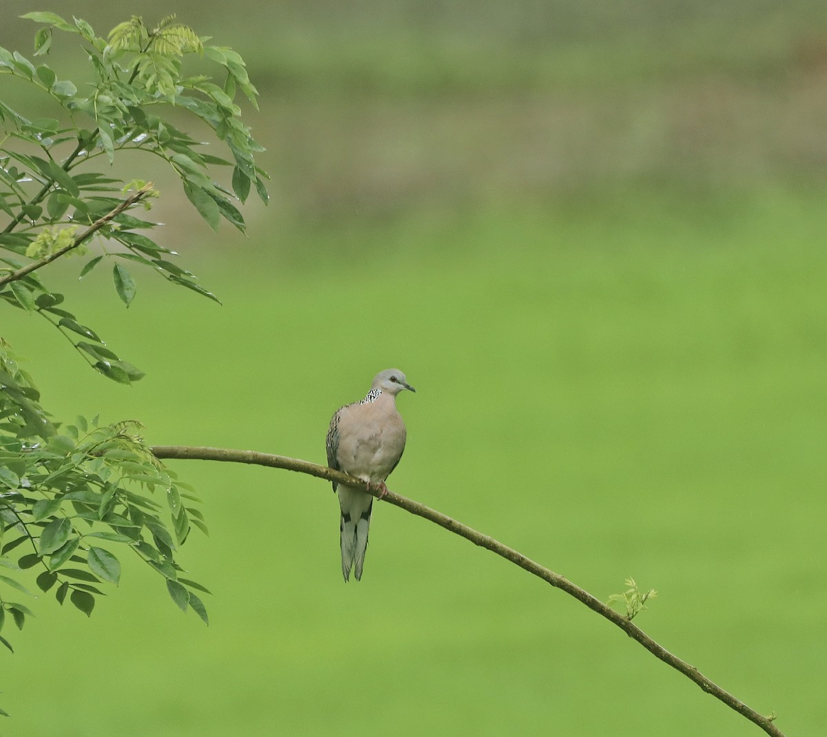 Spotted Dove - PRABHAKAR GUJJARAPPA