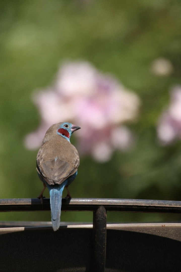 Red-cheeked Cordonbleu - ML622155634