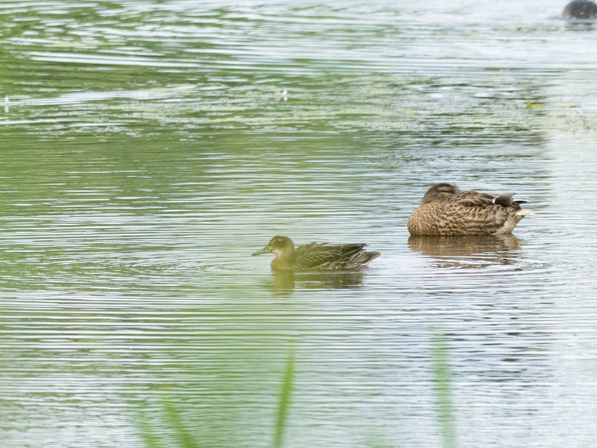 Garganey - Boris Georgi