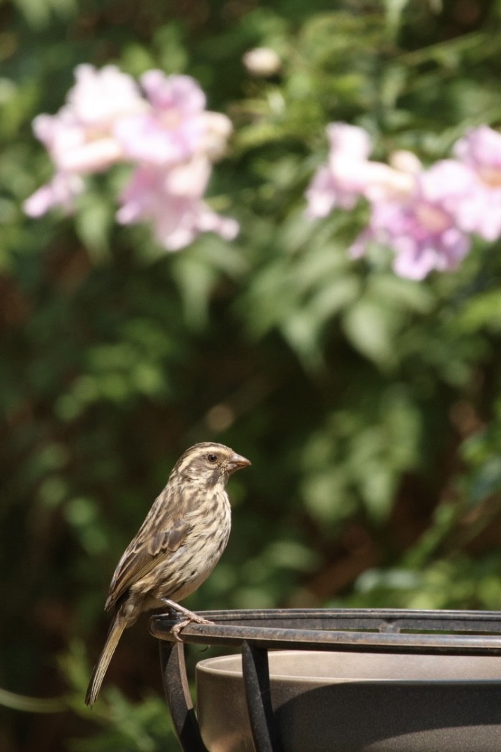 Streaky Seedeater - Hannah Weggerle