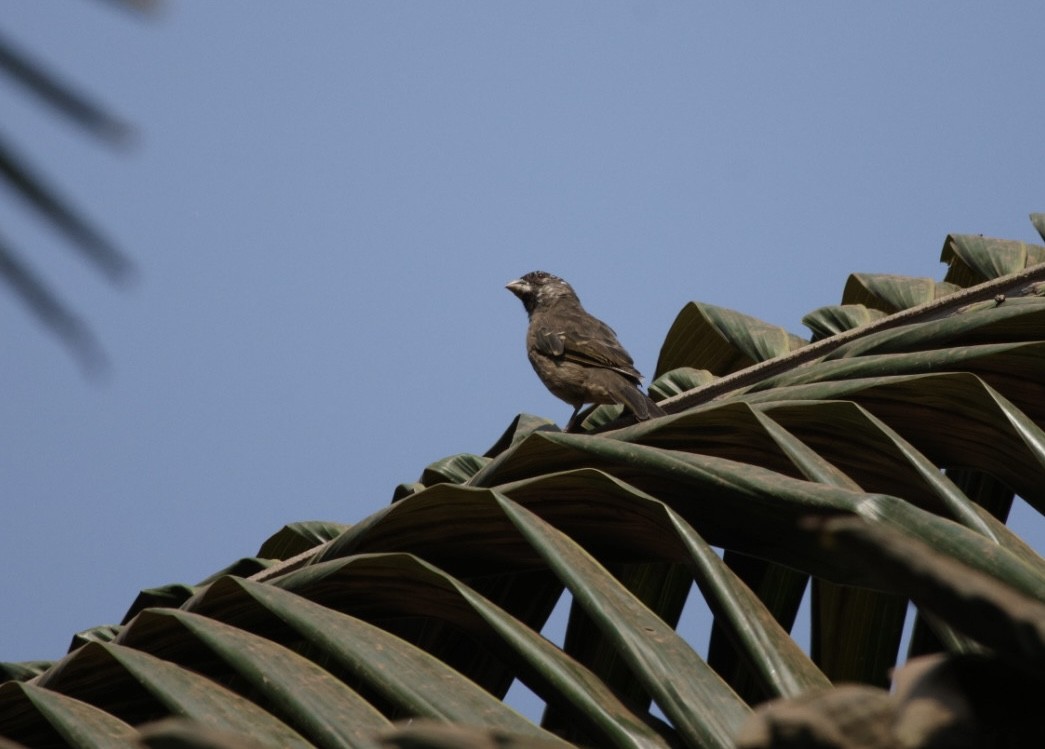 Thick-billed Seedeater - ML622155659