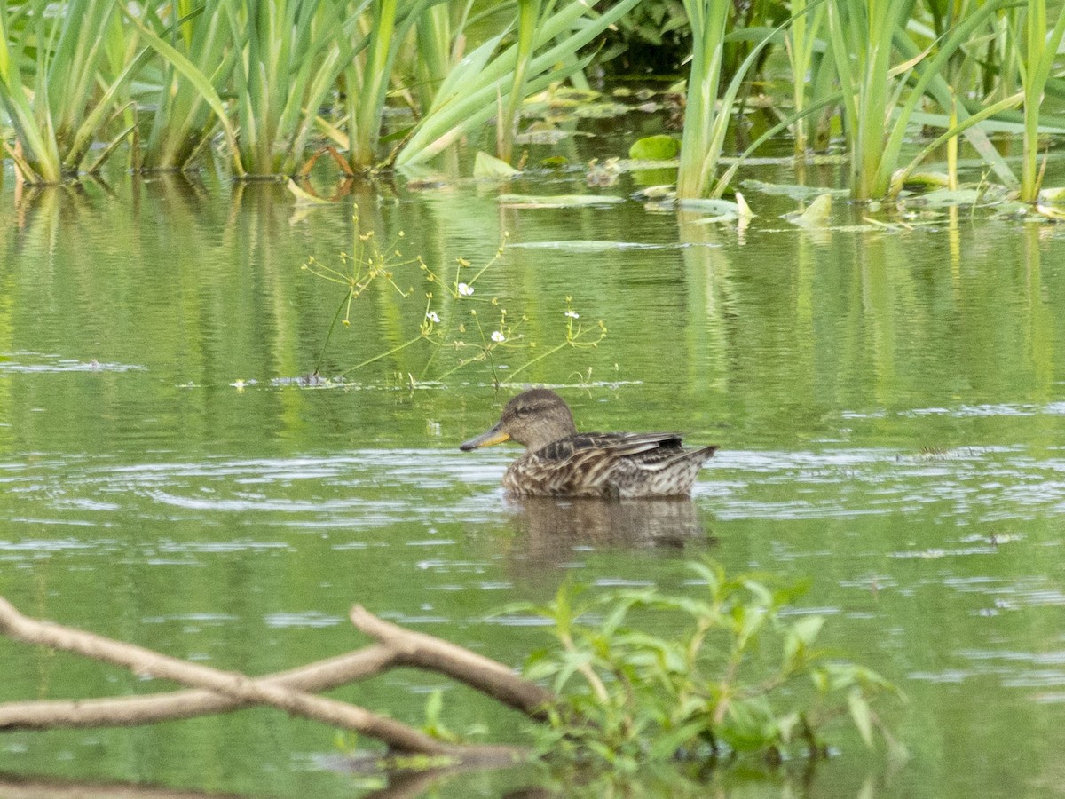 Green-winged Teal (Eurasian) - Boris Georgi