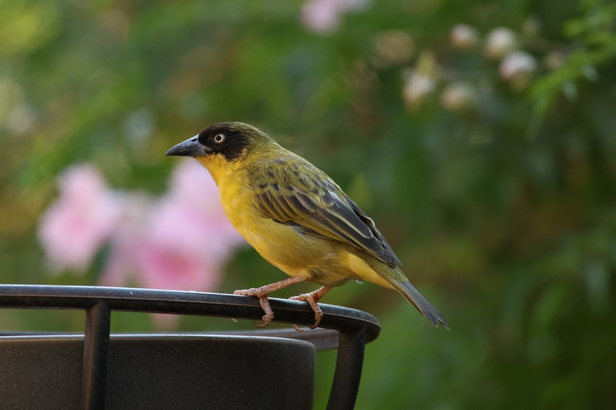 Baglafecht Weaver - ML622155662