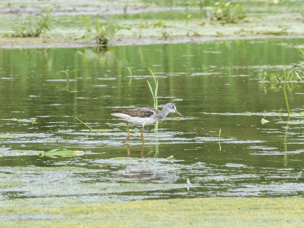 Common Greenshank - Boris Georgi