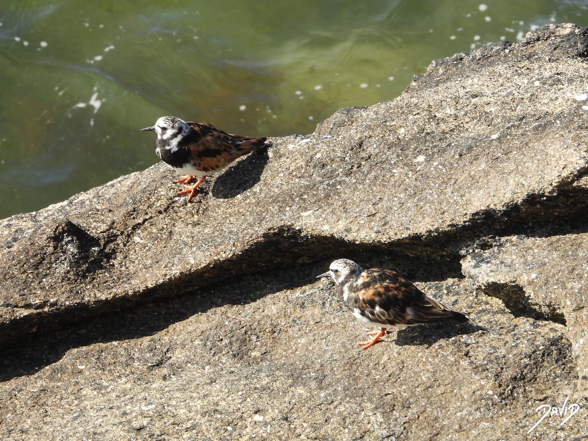 Ruddy Turnstone - David Alonso Otero