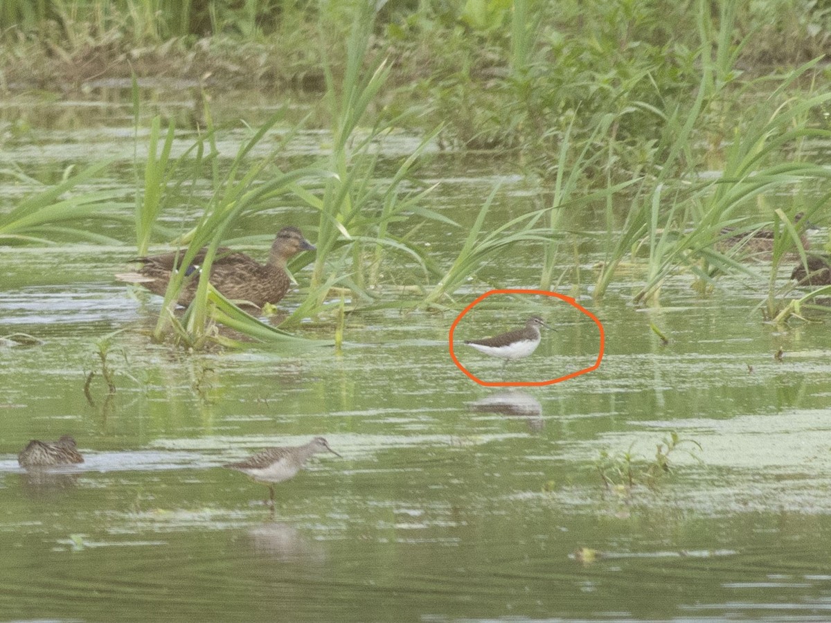 Green Sandpiper - ML622155686