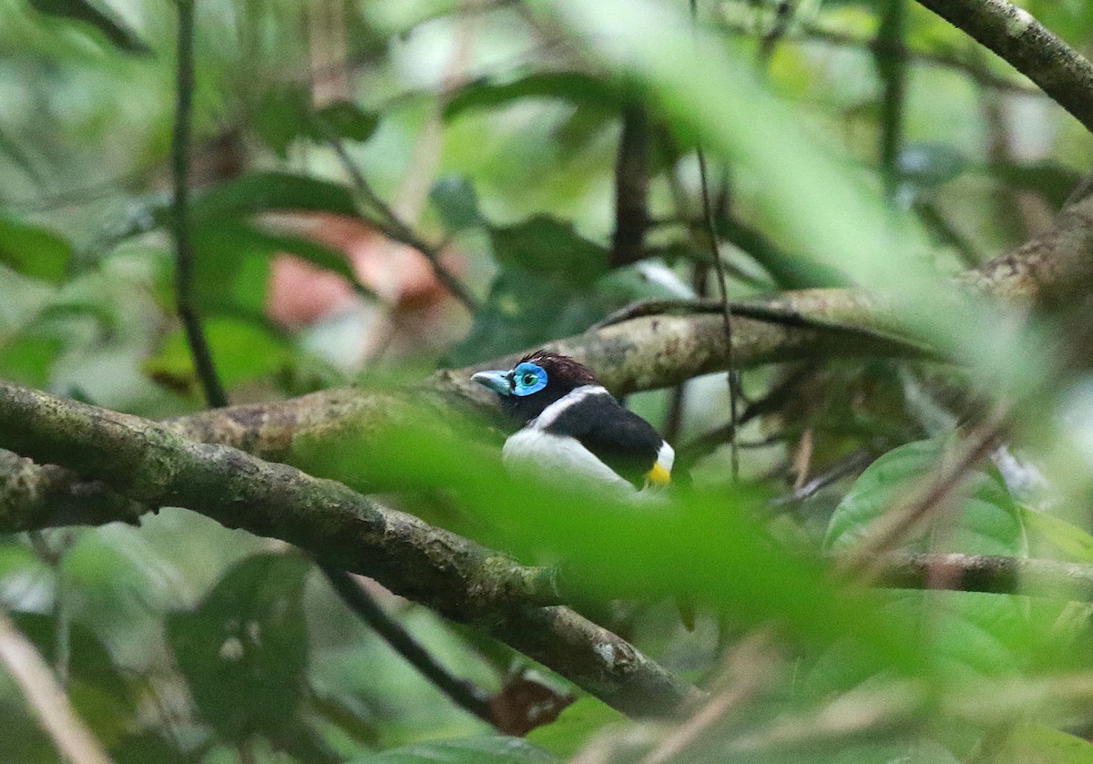 Wattled Broadbill - ML622155689