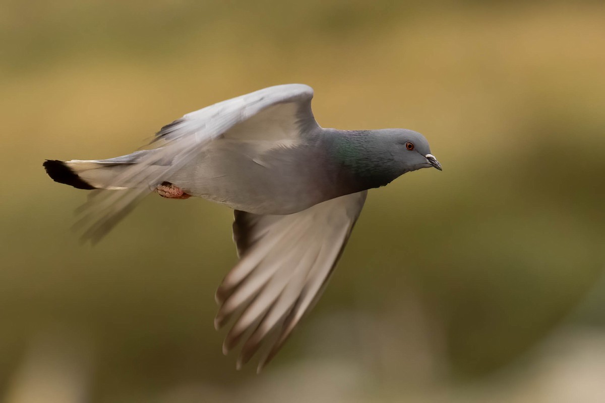 Hill Pigeon - ML622155724