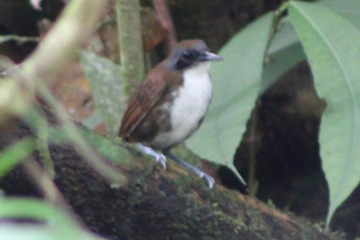 Bicolored Antbird - ML622155791