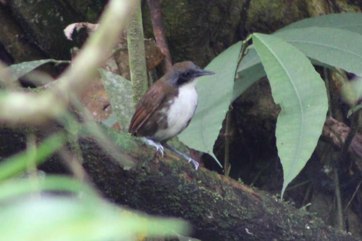 Bicolored Antbird - ML622155792