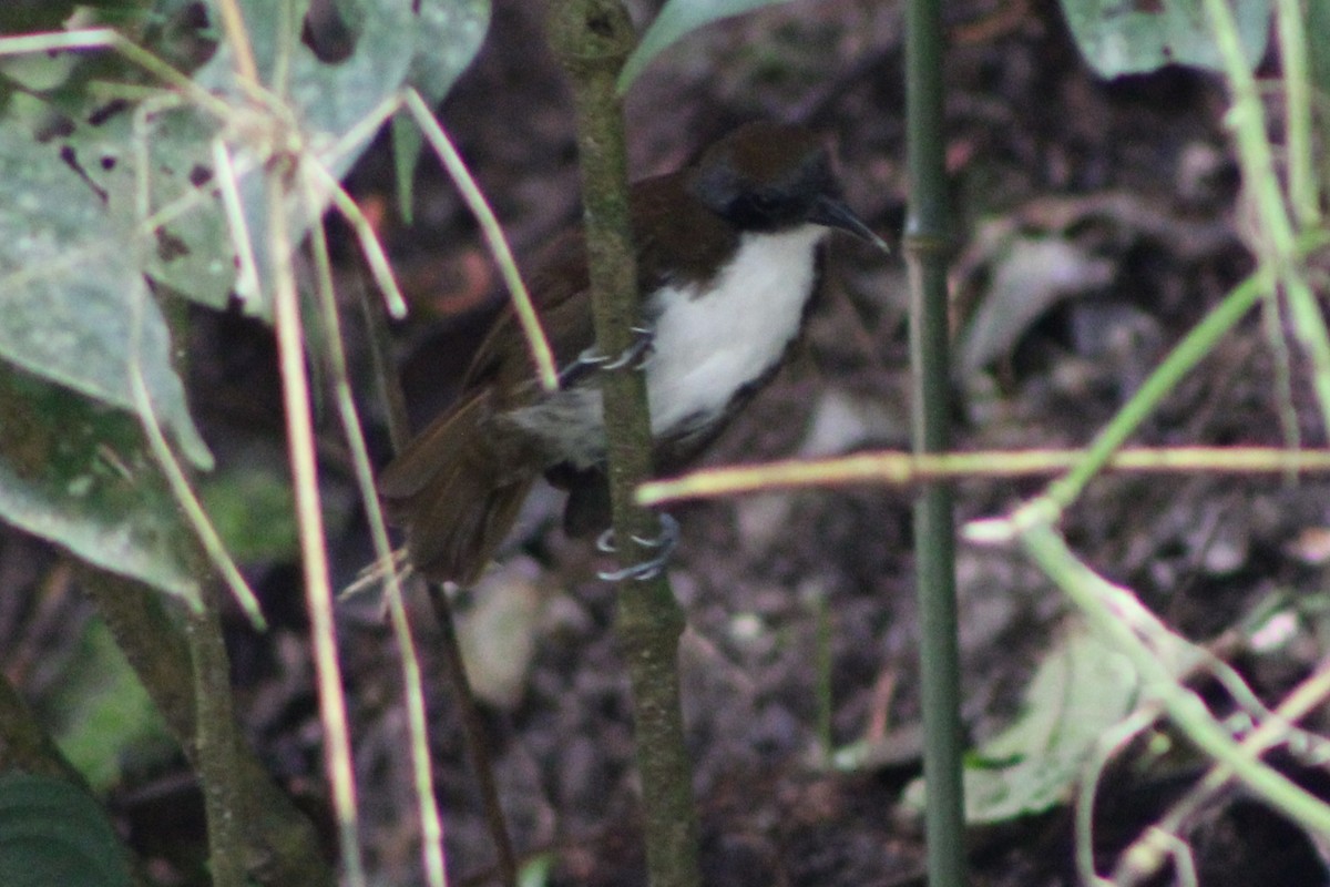 Bicolored Antbird - ML622155793