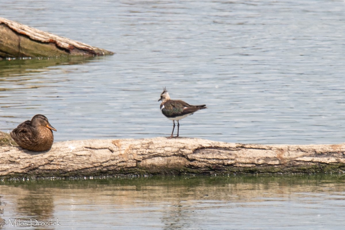 Northern Lapwing - Miloš Drozdek