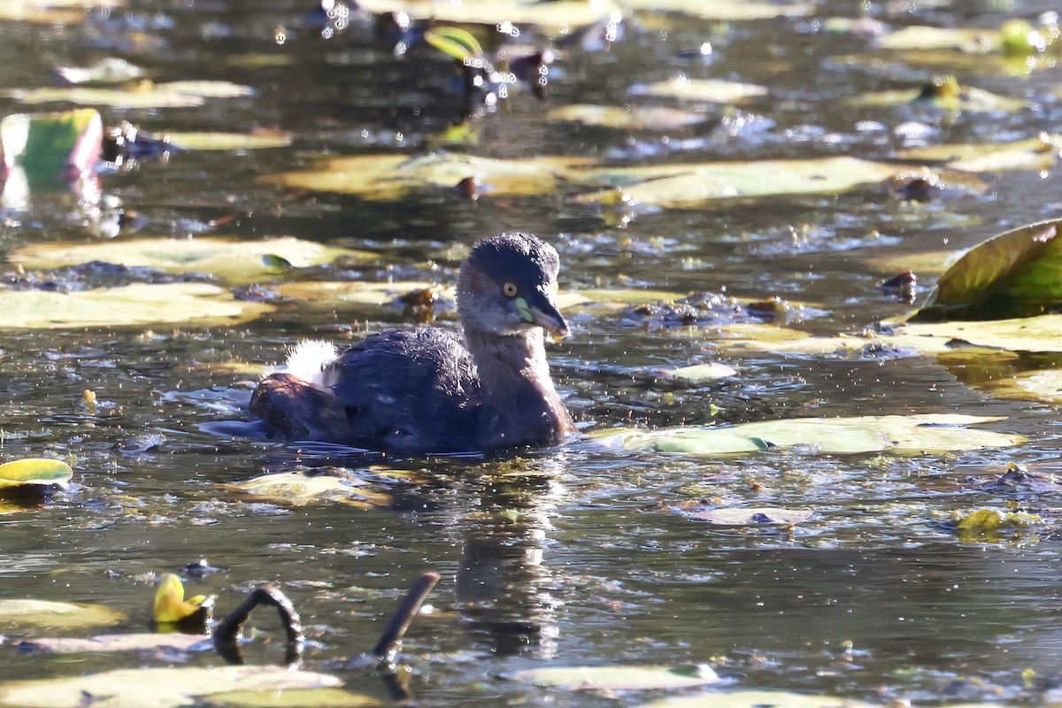 Australasian Grebe - Dennis Devers