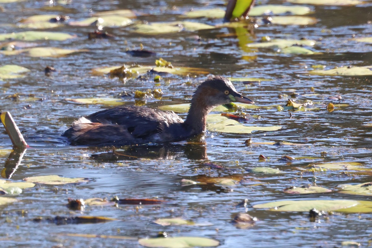 Australasian Grebe - ML622155812